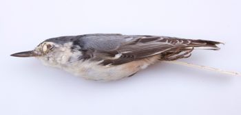 Media type: image;   Ornithology 211862